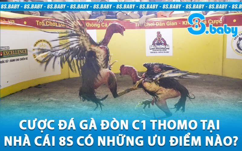 Đá gà đòn C1 Thomo