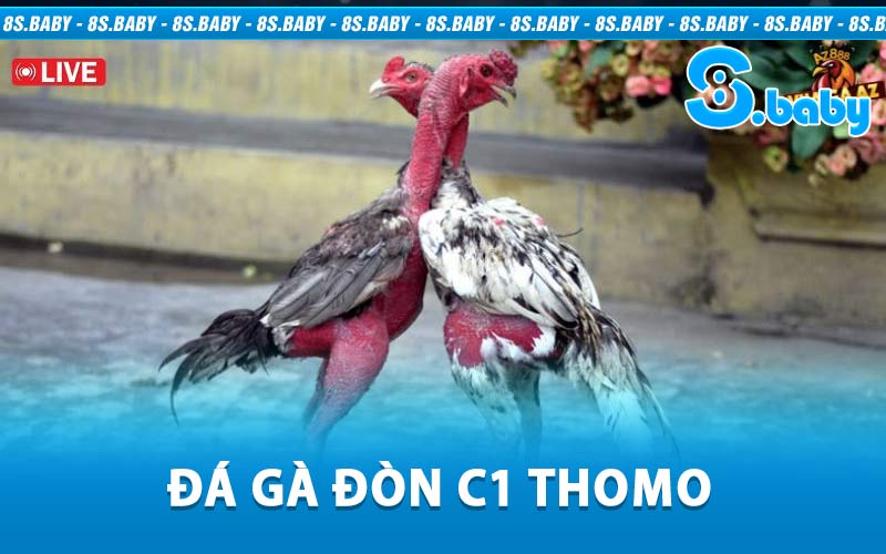 Đá Gà Đòn C1 Thomo